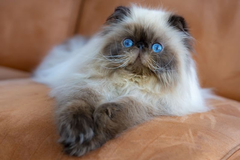 Know Your Cat’s Personality