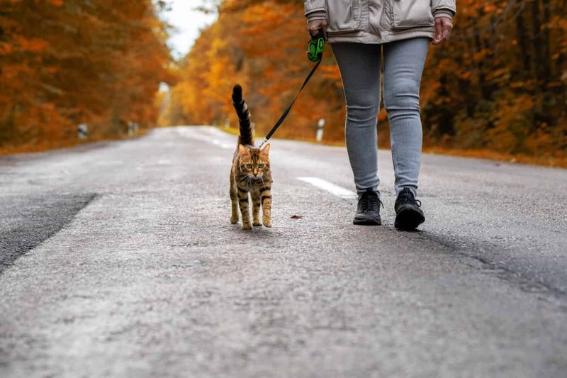 Understand Your Cat's Limits
