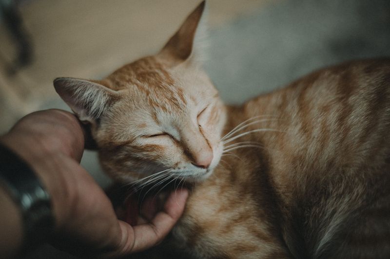 Understanding Cat Behavior
