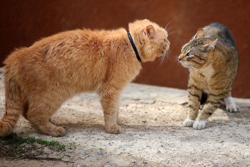 Understanding Cat Hierarchy