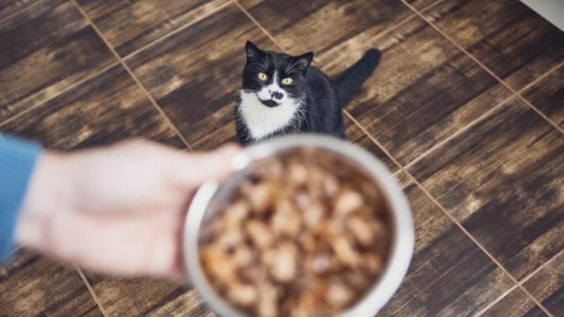 Understanding Cat Nutrition
