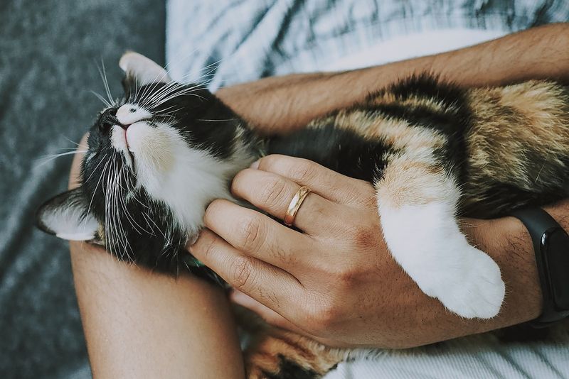 Understanding Feline Personalities