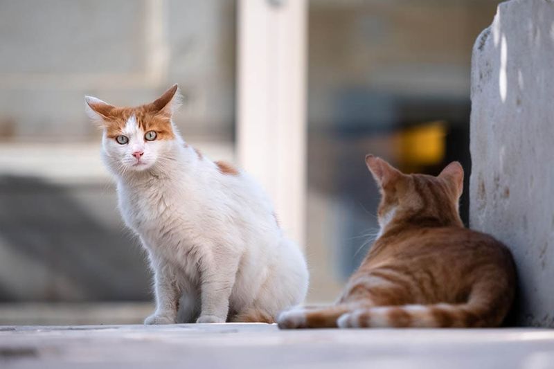 Feral or Skittish Behavior