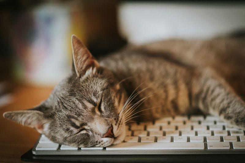 Uninvited Napping Spots