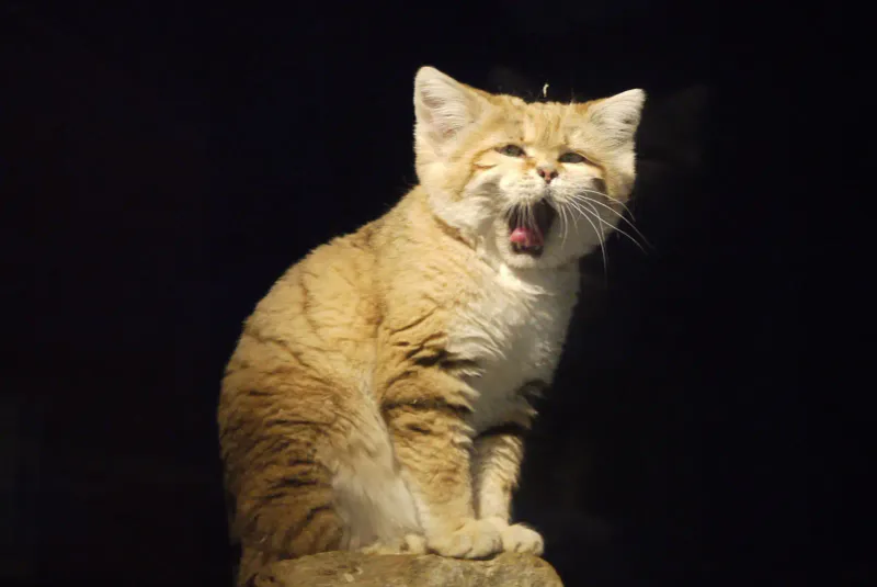 Unique Vocalizations