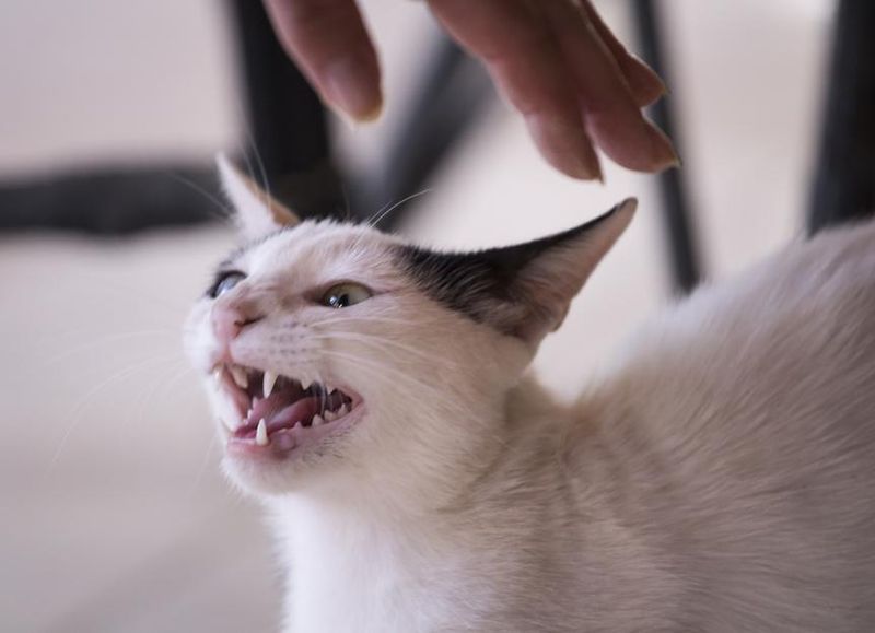 Unusual Aggression