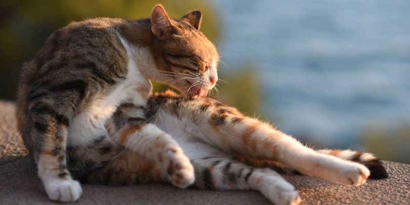 Changes in Grooming Behavior