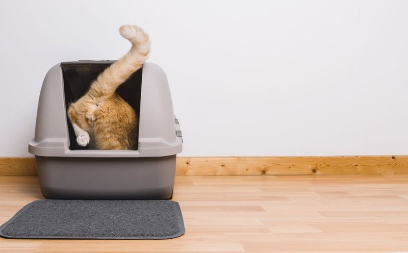 Feline Lower Urinary Tract Disease (FLUTD)