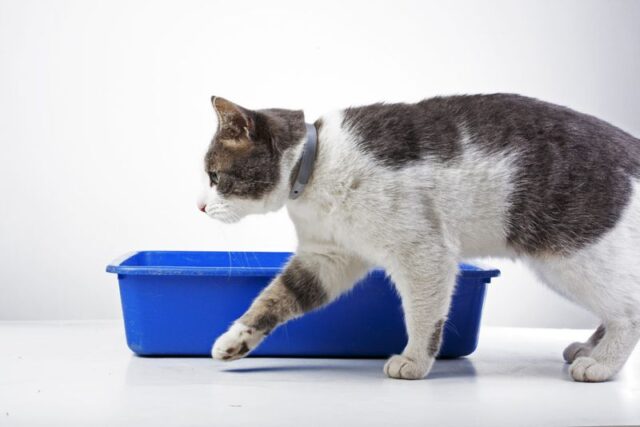 Your Ultimate Guide to the 10 Most Common Medical Problems for Cats and ... - Common Diseases That Cause Utis In Kittens