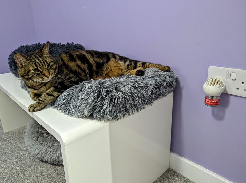 Use Feline Pheromone Diffusers