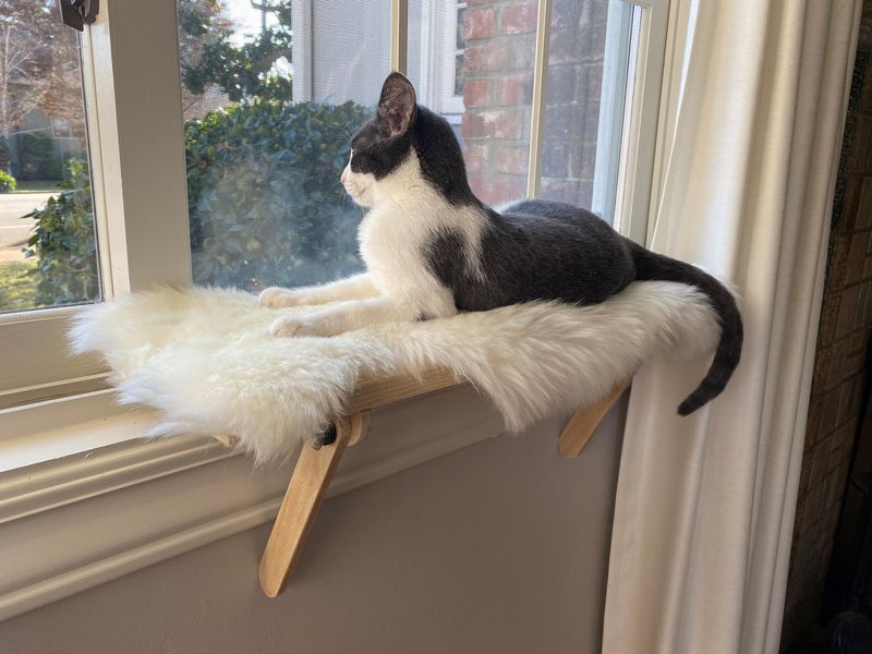 Window Perches and Visual Stimulation