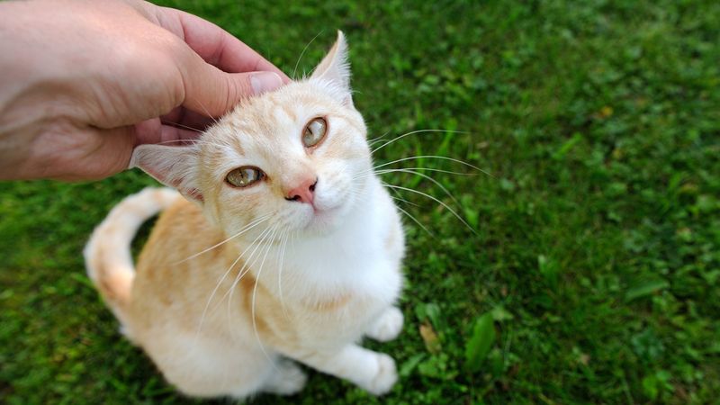 Train with Positive Reinforcement