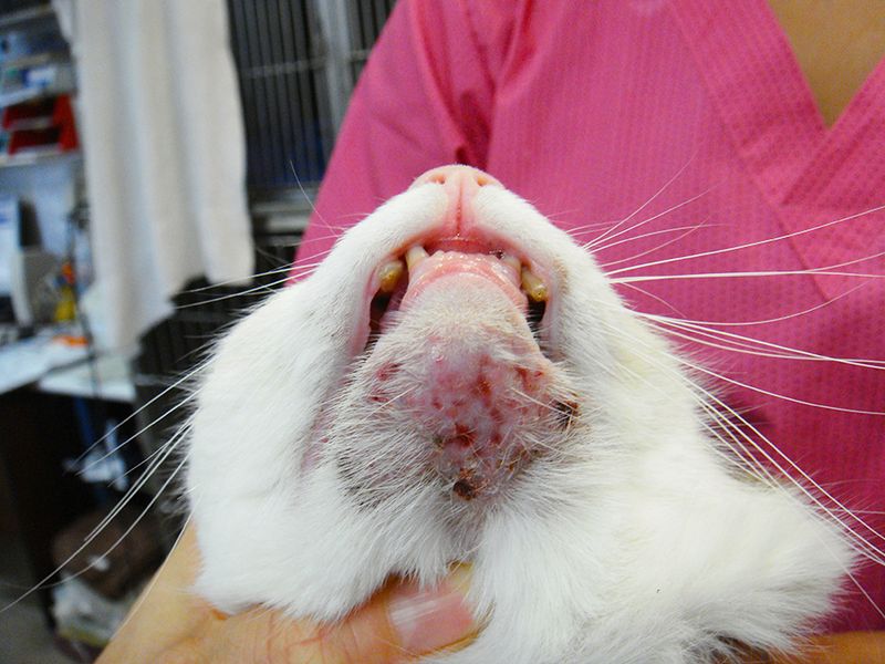 Regular Tail and Chin Cleaning