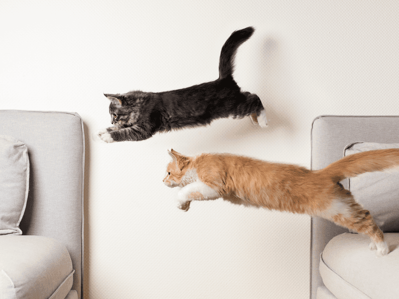 Monitor for Changes in Behavior