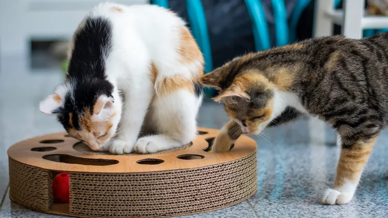 Provide Enrichment and Play