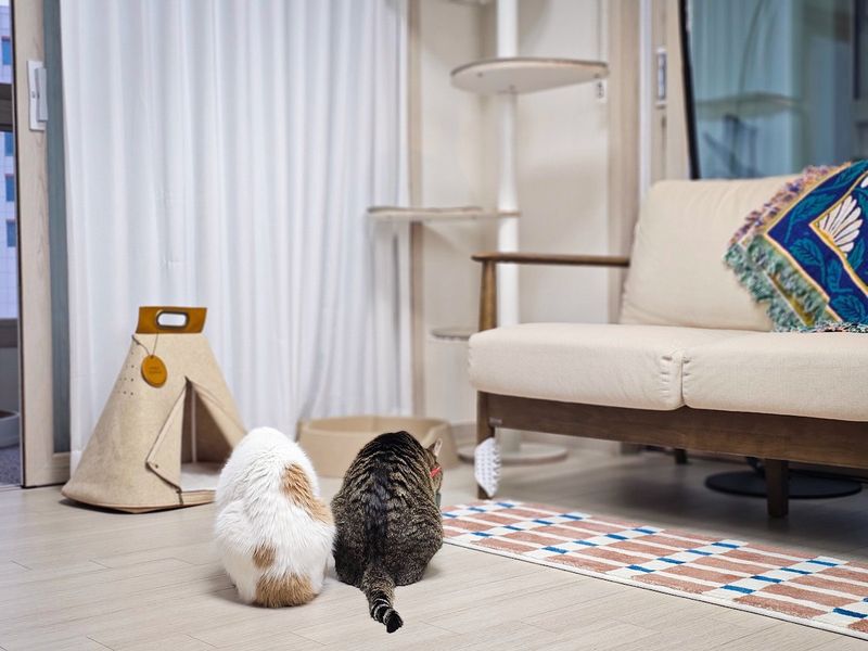 Bring a Portable Scratching Post