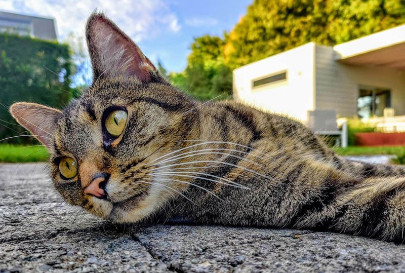 Use Ultrasonic Cat Repellers