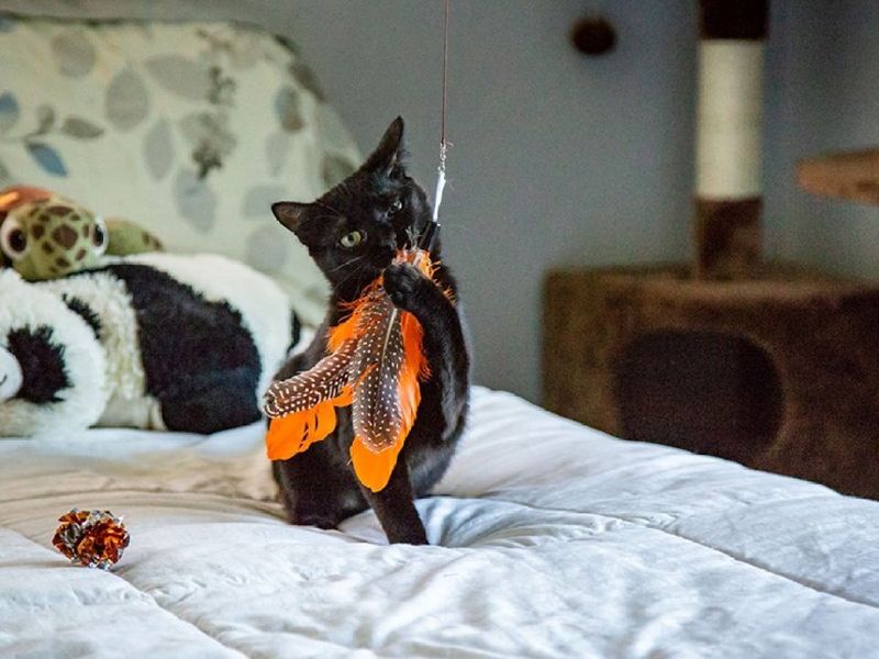 Keep Toys and Food Out of the Bedroom