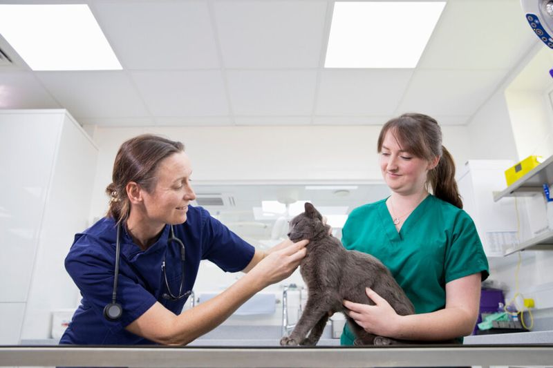 Spay or Neuter Your Cat