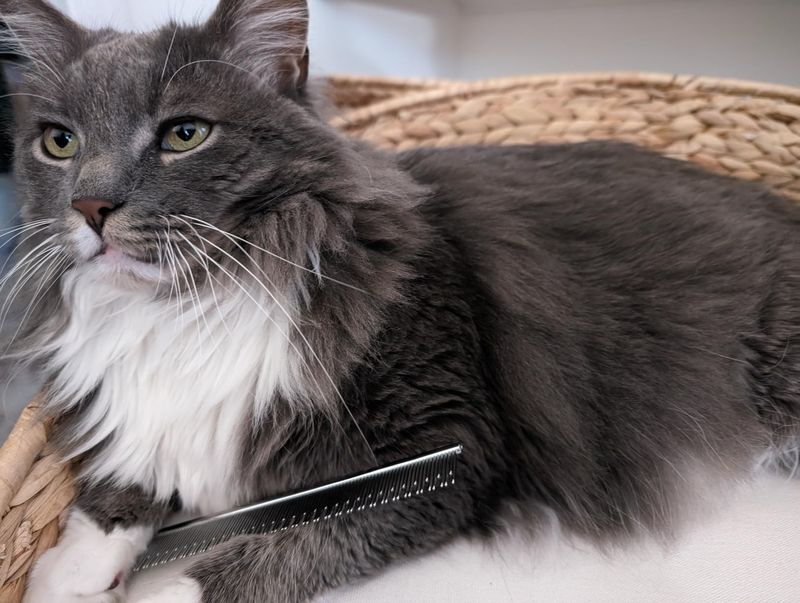 Use a High-Quality Comb