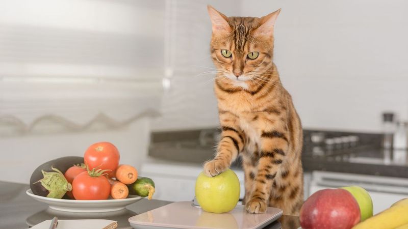 Limit Snacks and Human Food