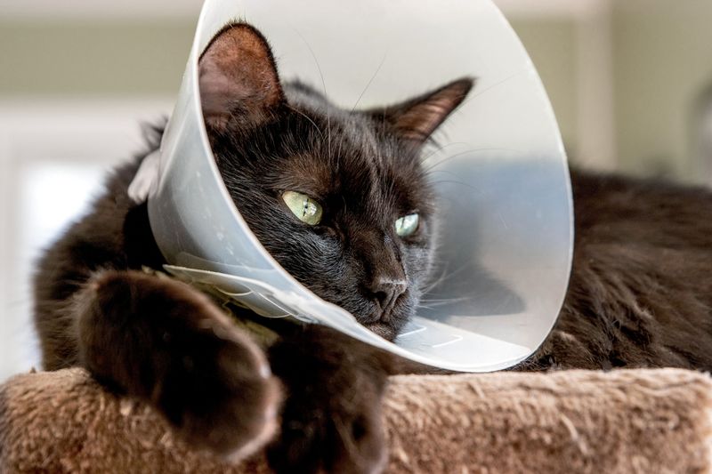 Use an E-Collar if Necessary