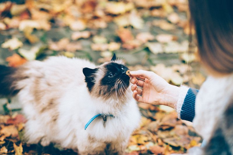 Reward and Reassure Your Cat
