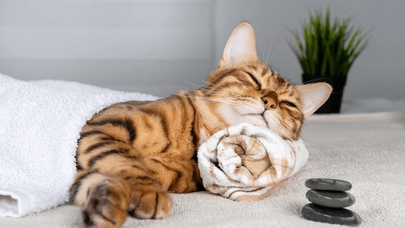 Create a Calming Setup