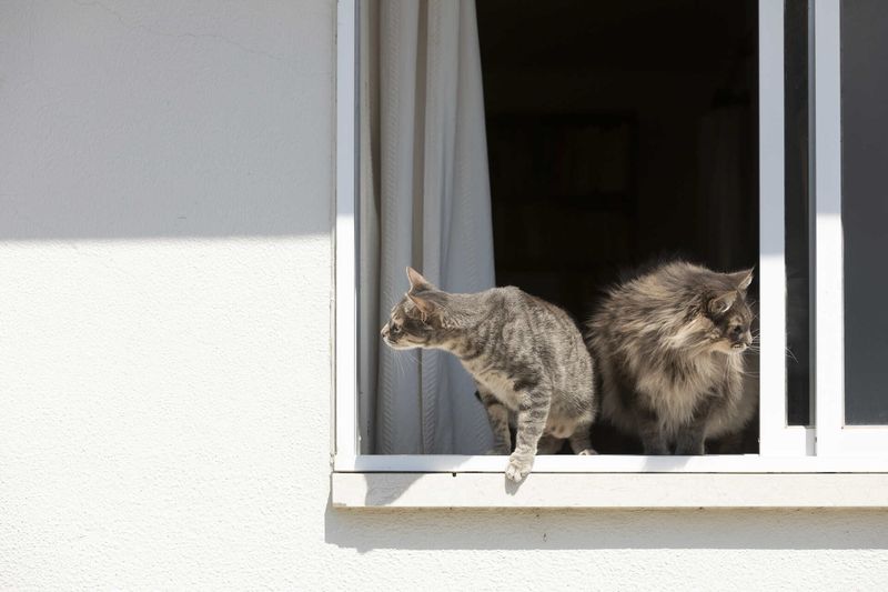 Leaving Windows Open Without Screens