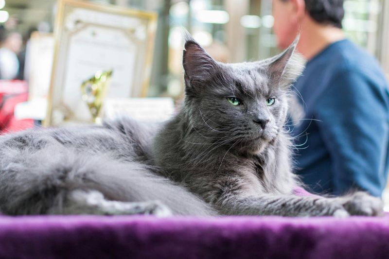 You Might Want to Enter Your Own Cat Next Time