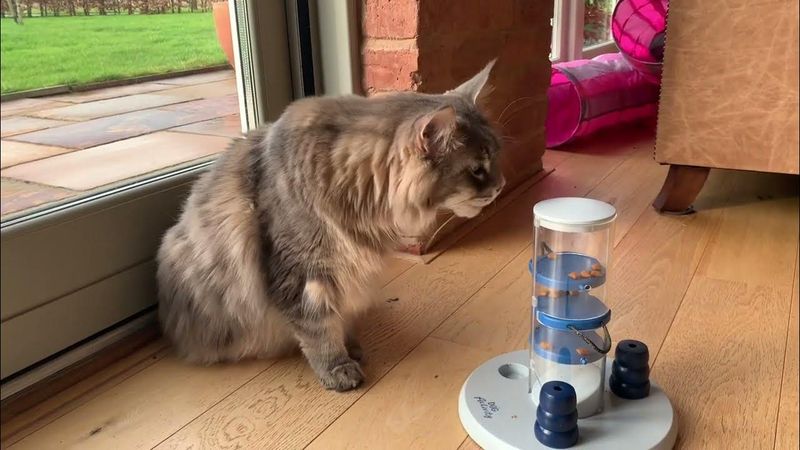 Intelligent and Curious