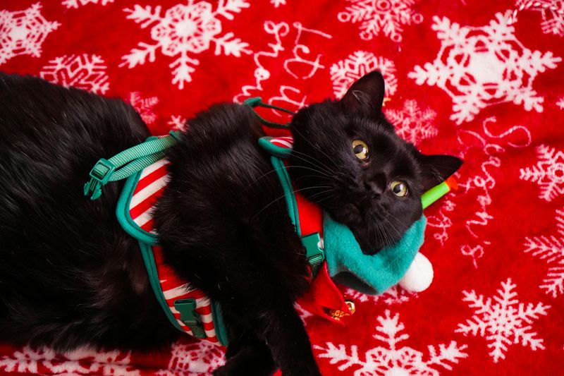 Comfort and Fit: Vest Harness