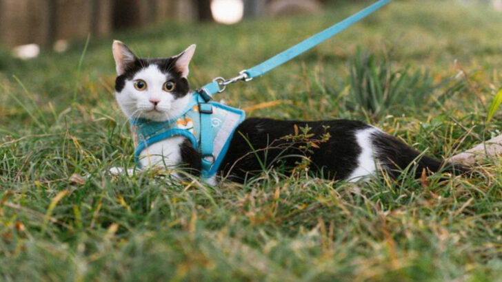 Vest vs. H-Style Harness: Which One Is Best for Your Cat?