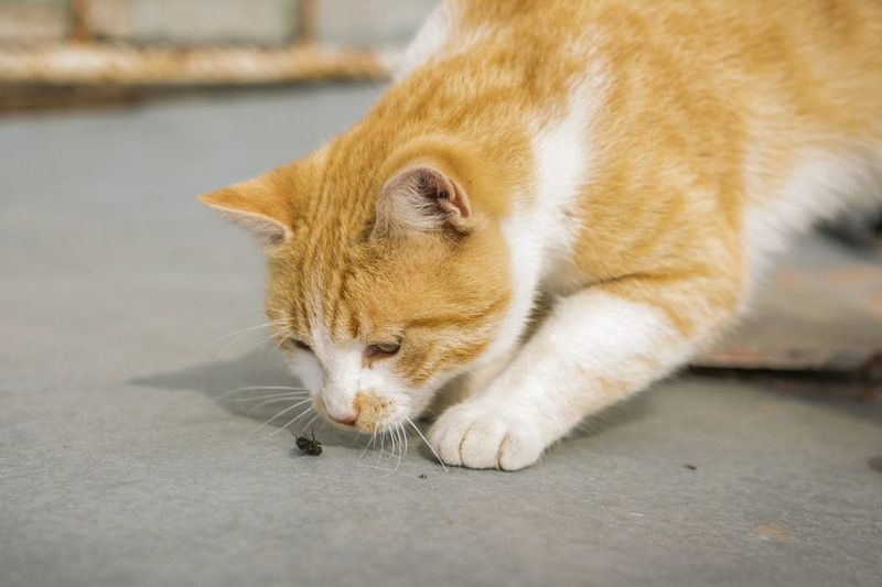 Cats Are Natural Bug Hunters