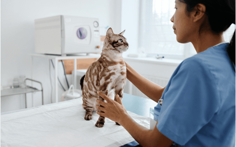Vet Check-Up