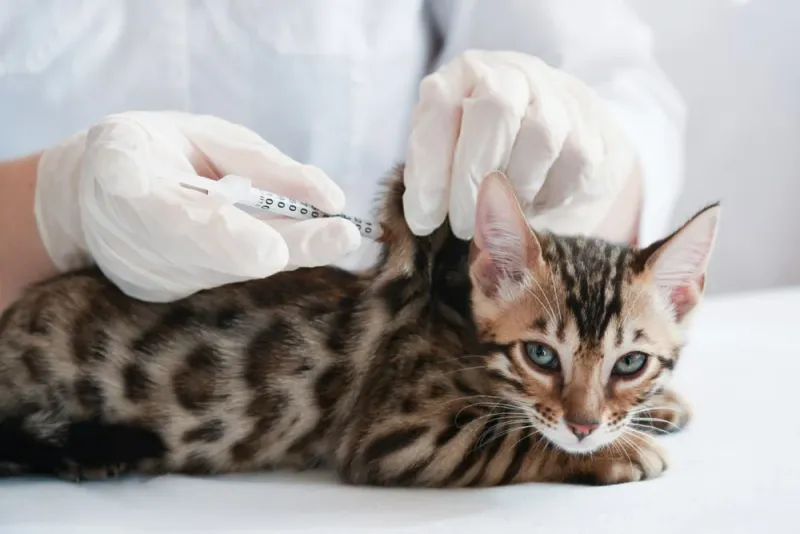 Vet Check-ups