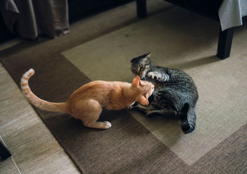 Other Aggressive Animals