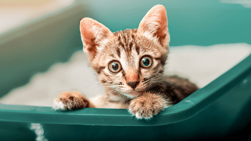 Establish Feeding & Litter Box Routines