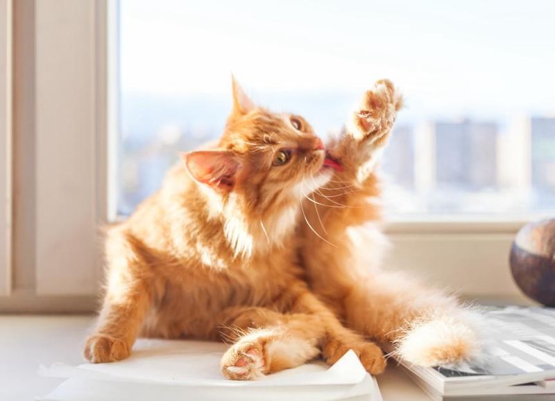 Excessive Grooming or Lack of Grooming