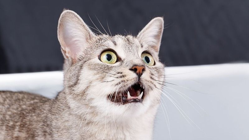 Vocalization Changes
