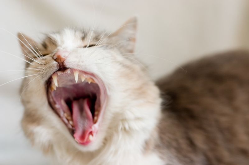 Vocalizing at Night