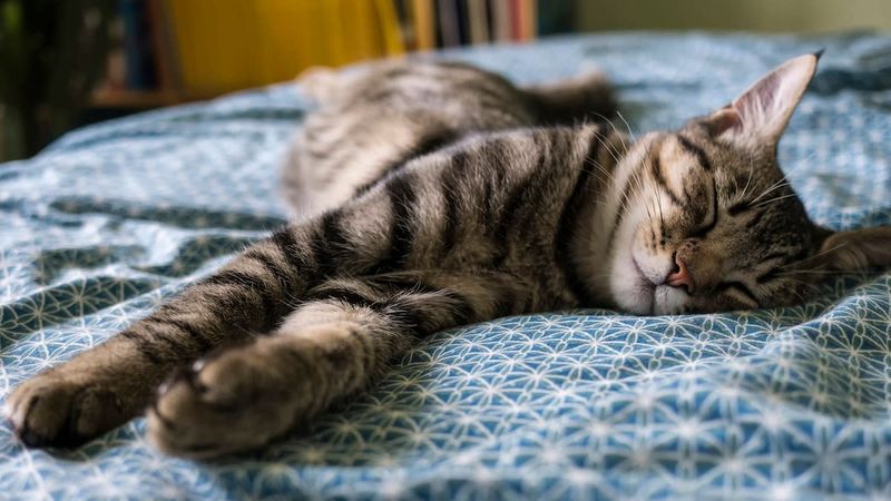 Twitching Tail or Ears