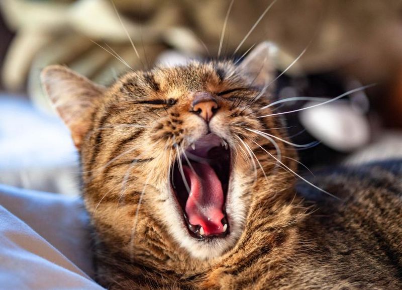 Bad Breath (Uremic Odor)