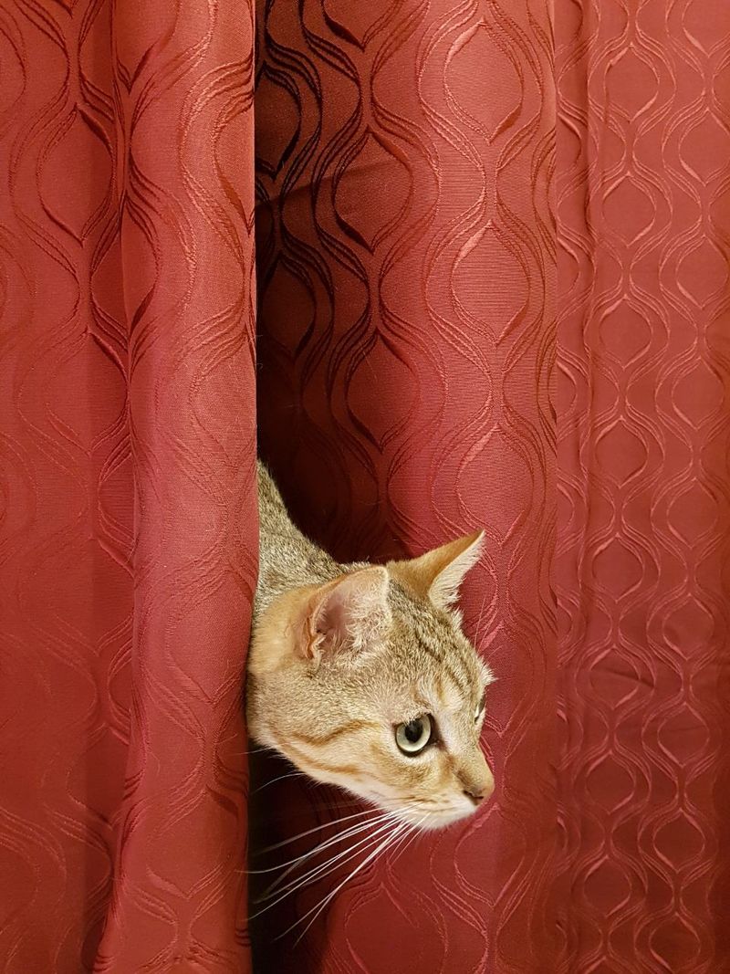 Curtains or Room Dividers