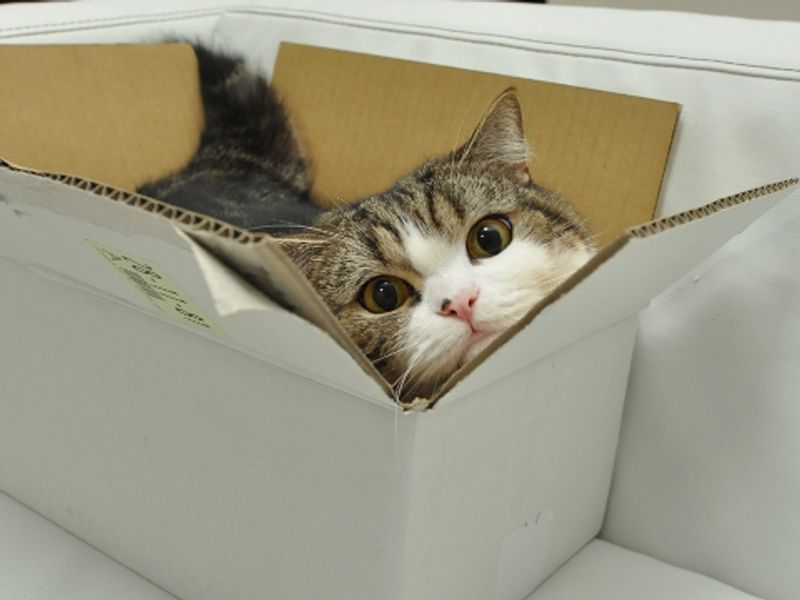 Boxes That Are Clearly Too Small