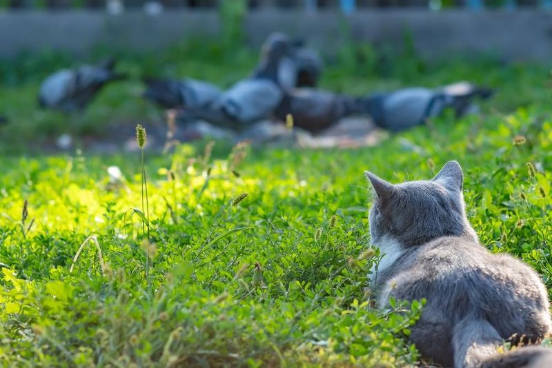 Chirping Birds to Watch (and Sometimes Chase)