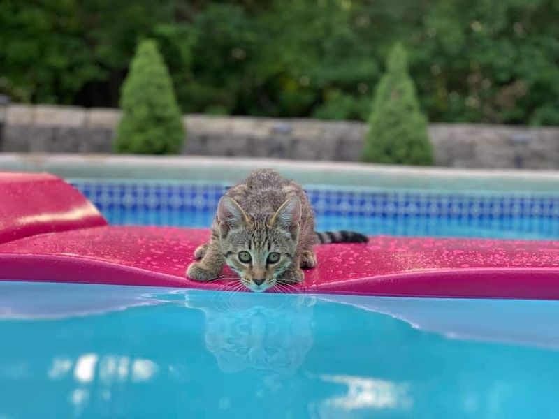 Cats Have Poor Depth Perception