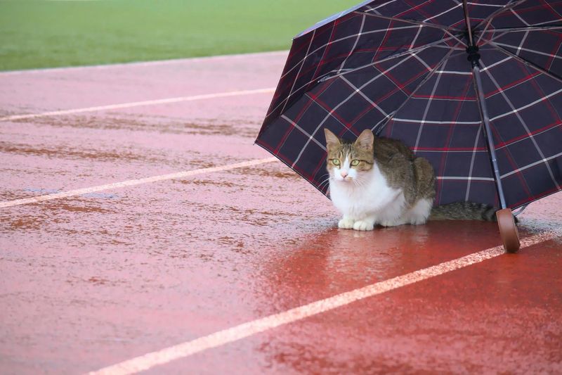 Cat-Sized Rain Cover or Umbrella