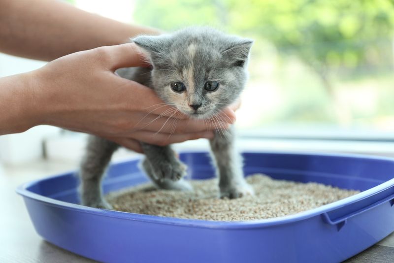 Litter Box Trained