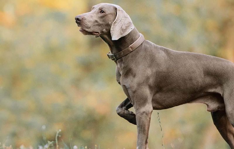 Weimaraner